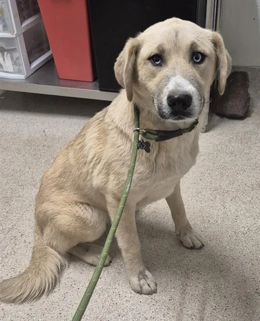 A young large-sized female Great Pyrenees dog named Stella for adoption in Bakersfield, CA