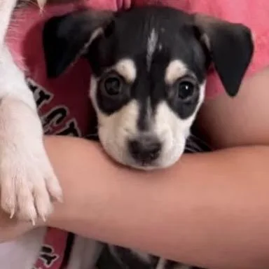 A baby small-sized female Black Mixed Breed dog named Emily for adoption in Austell, GA