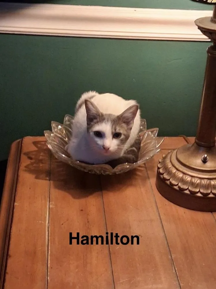 A baby small-sized male Domestic Short Hair cat named Hamilton for adoption in Groveland, MA
