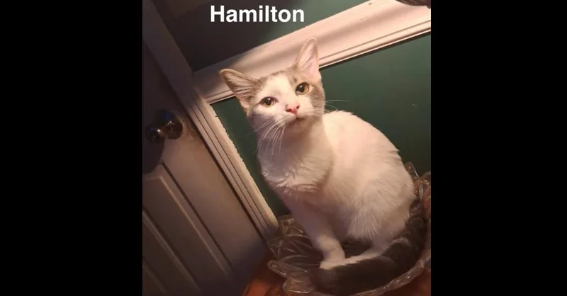 Hamilton thumbnail 2