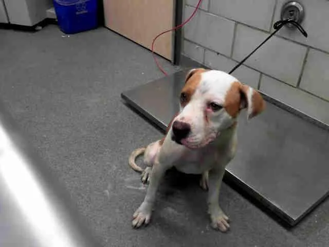 A senior large-sized female Staffordshire Bull Terrier dog named Bettyrae for adoption in Dallas, TX