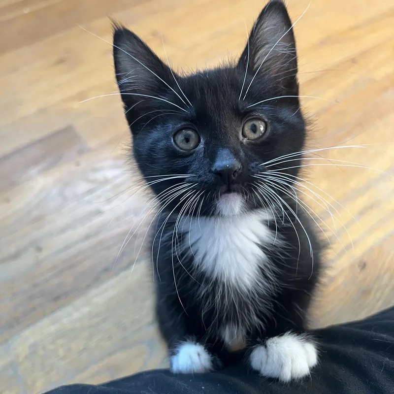A baby medium-sized male Tuxedo cat named Gumdrop for adoption in Independence, OH