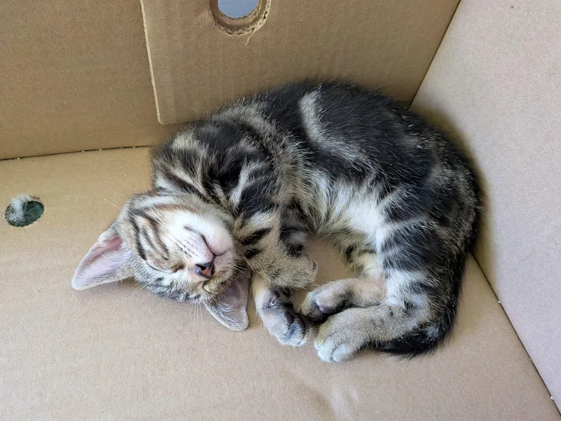 A baby medium-sized female Tabby (Gray / Blue / Silver) Domestic Short Hair cat named RoRo for adoption in Philadelphia, PA