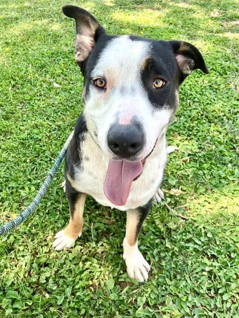An adult medium-sized male Pit Bull Terrier dog named Mikey for adoption in Albuquerque, NM