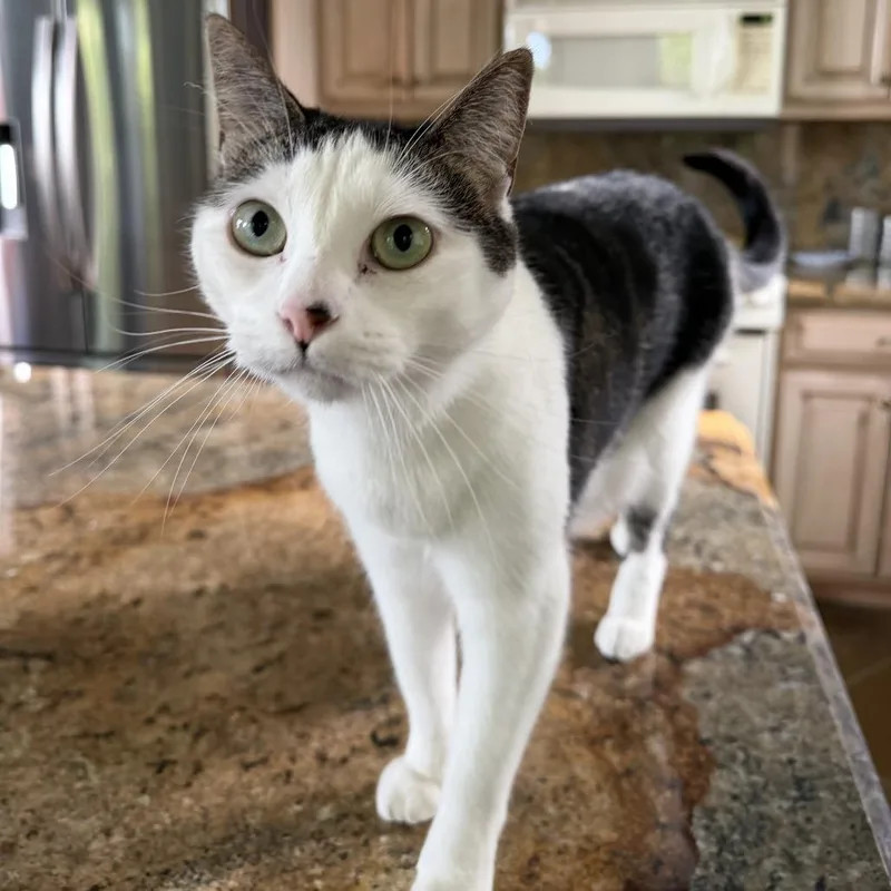 Miso