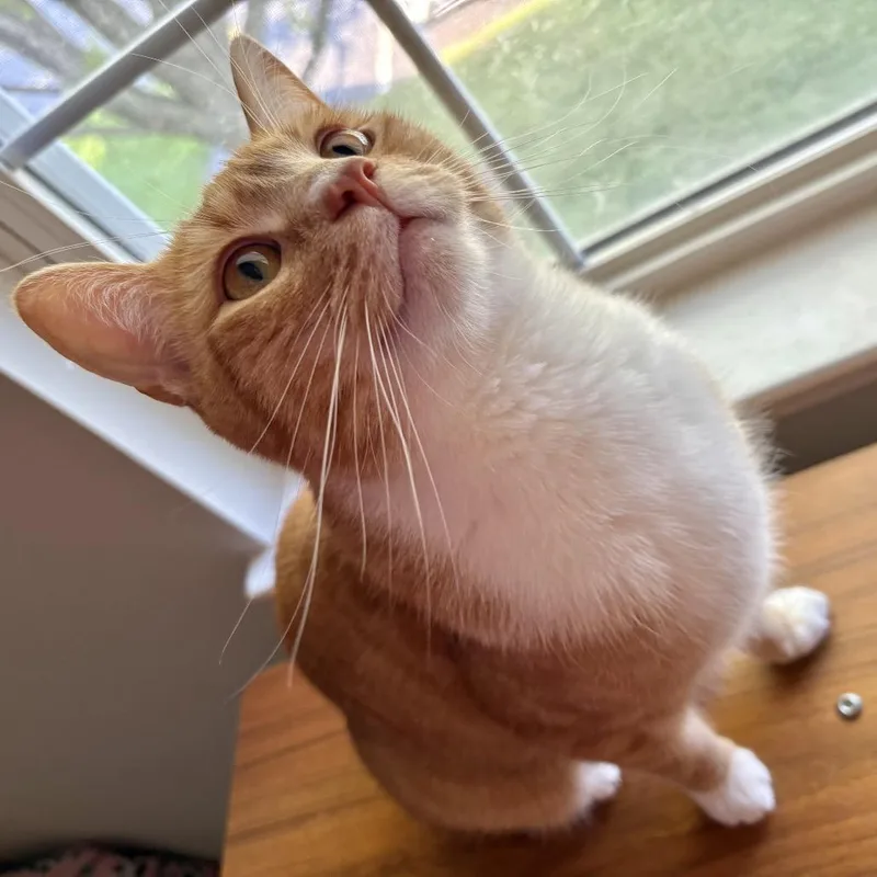 An adult small-sized male Orange / Red Domestic Short Hair cat named Simon for adoption in Ephrata, PA
