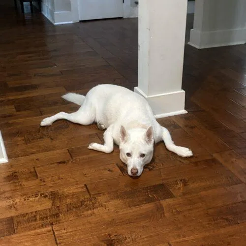 An adult medium-sized male German Shepherd Dog dog named Dax for adoption in Raleigh, NC