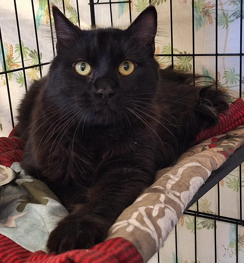 An adult medium-sized male Black Domestic Medium Hair cat named Kenny for adoption in Payson, AZ