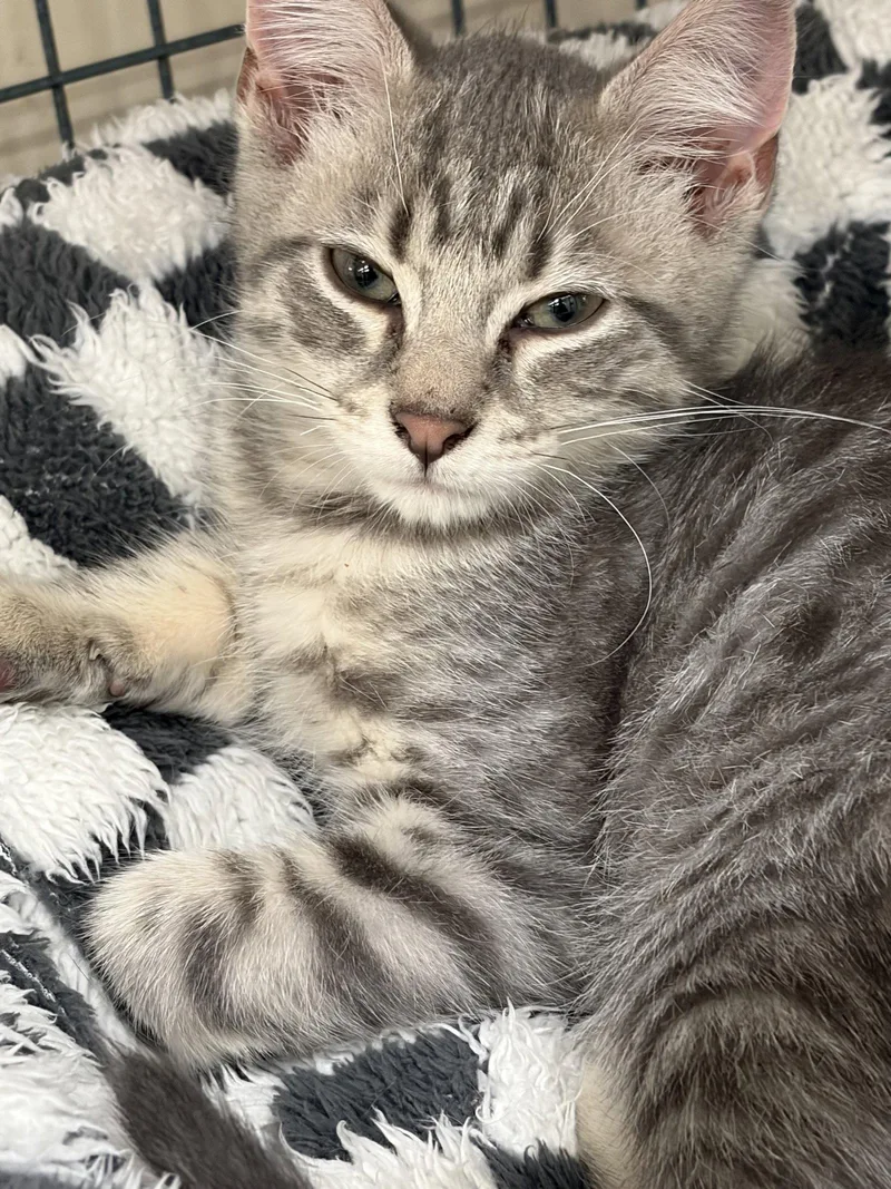 A baby medium-sized male Tabby cat named Benny for adoption in Smithtown, NY