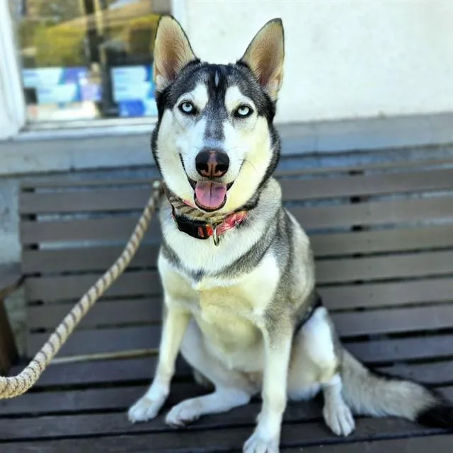 A young large-sized female Siberian Husky dog named Moxie for adoption in Long Beach, CA