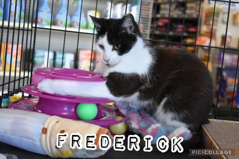 Frederick thumbnail 2