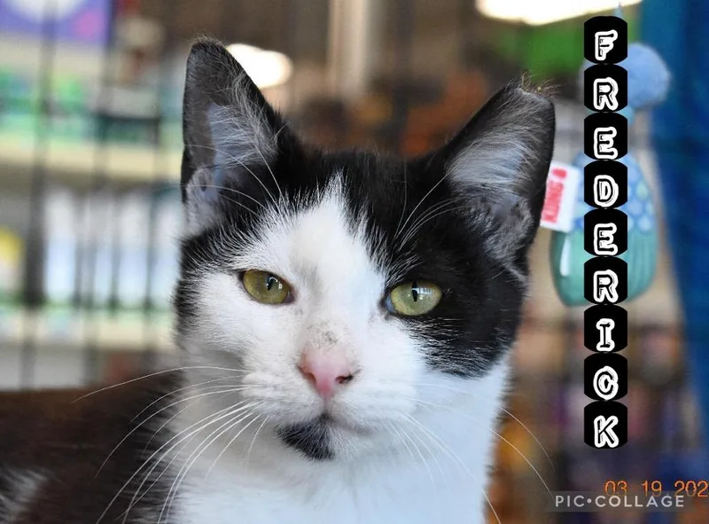 Frederick thumbnail 4