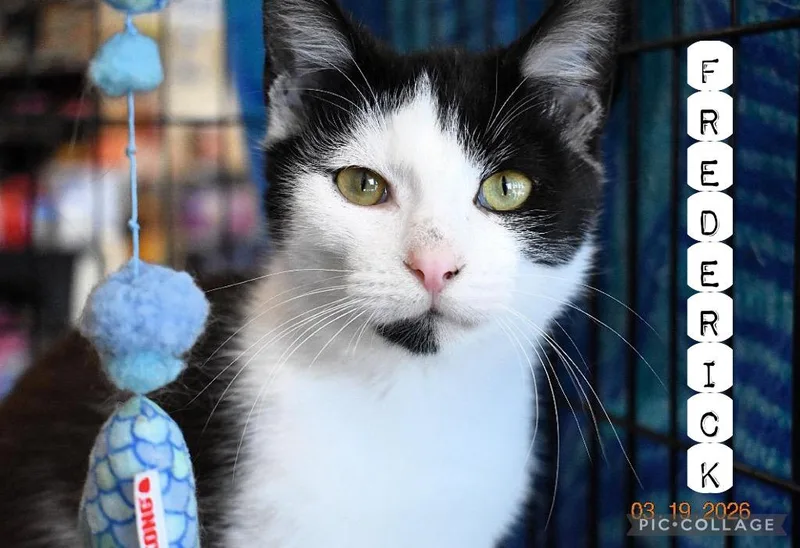 Frederick thumbnail 5