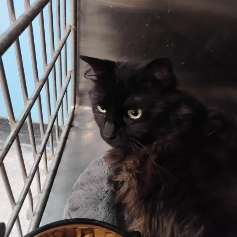 An adult medium-sized male Black Domestic Medium Hair cat named Willow for adoption in Clawson, MI