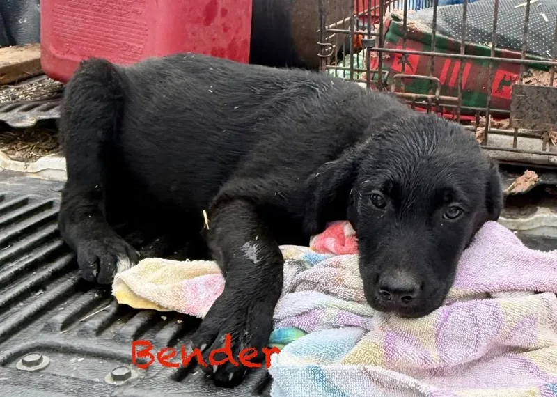 A baby medium-sized male Labrador Retriever dog named Beck for adoption in Crossville, TN