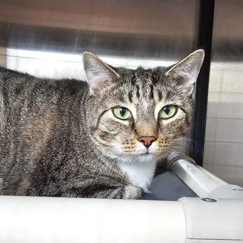 An adult large-sized male Tabby (Tiger Striped) Domestic Short Hair cat named Nick  C for adoption in Frankfort, KY