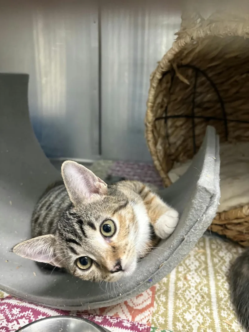A baby medium-sized female Tabby cat named Cosmo Marie Bonded With for adoption in Chandler, AZ