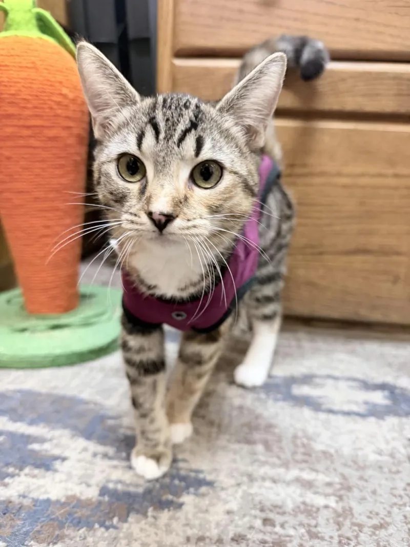 Cosmo Marie Bonded With thumbnail 3