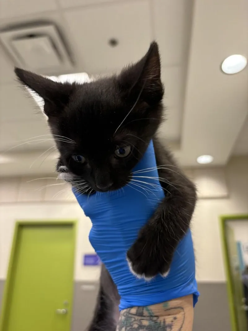A baby small-sized male Domestic Short Hair cat named Sal Vulcano for adoption in Las Vegas, NV