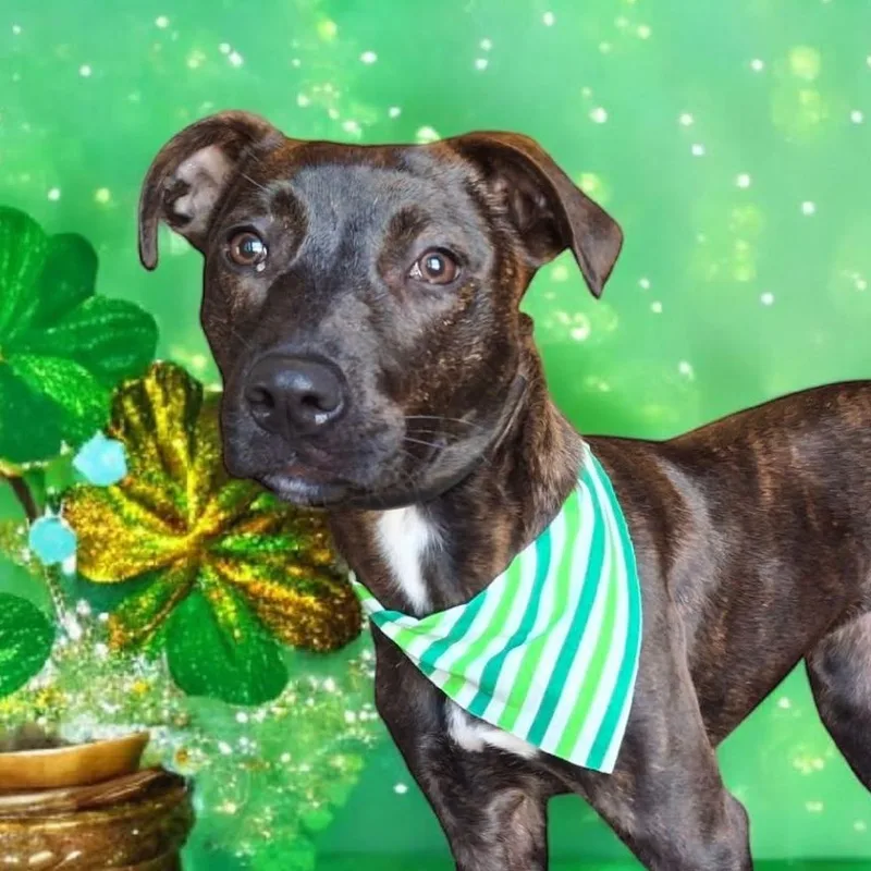 An adult medium-sized female Brindle Shepherd dog named Gamora for adoption in Manhattan, KS