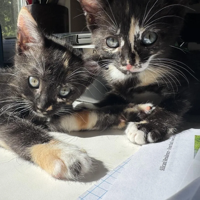 A baby small-sized female Calico Domestic Short Hair cat named A Pearl for adoption in Pleasant Hill, CA