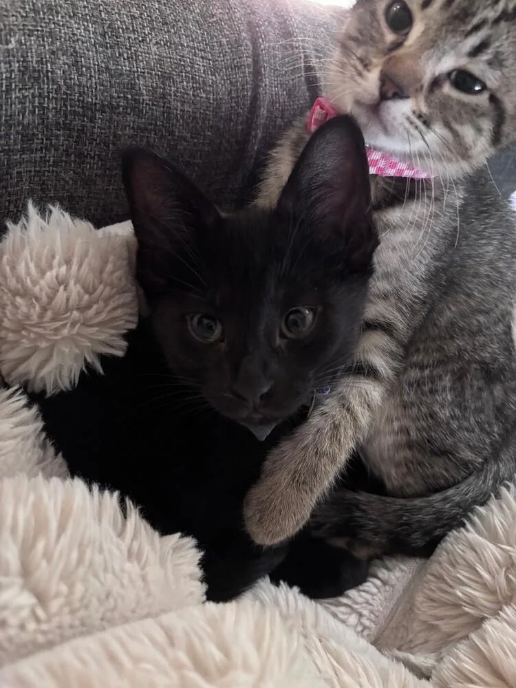 A baby medium-sized male Black Domestic Short Hair cat named Squirt for adoption in Richardson, TX