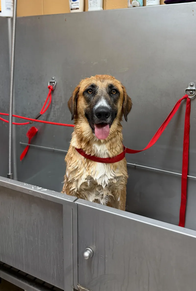 An adult large-sized female Shepherd dog named Priscilla for adoption in Jefferson, WI