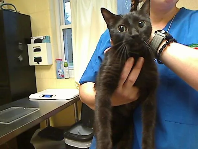 A young medium-sized female Domestic Short Hair cat named Miss Hoa for adoption in Cookeville, TN