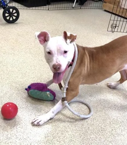 Pecan Pie thumbnail 4