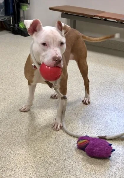 Pecan Pie thumbnail 6