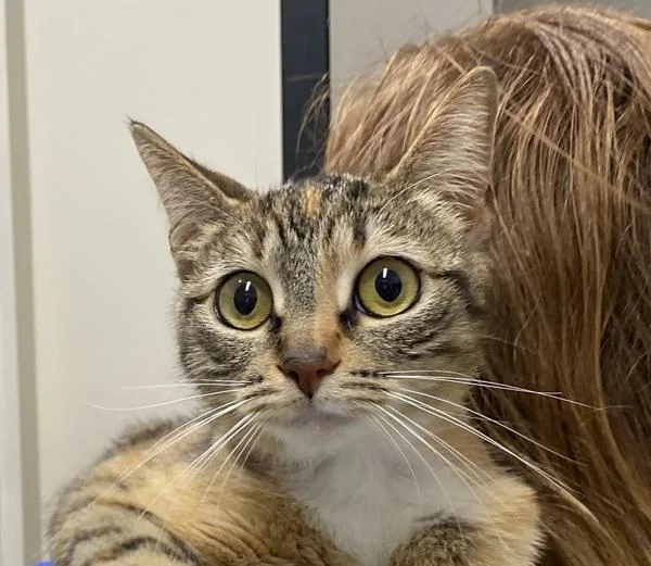 An adult small-sized female Domestic Short Hair cat named Cody for adoption in El Cajon, CA