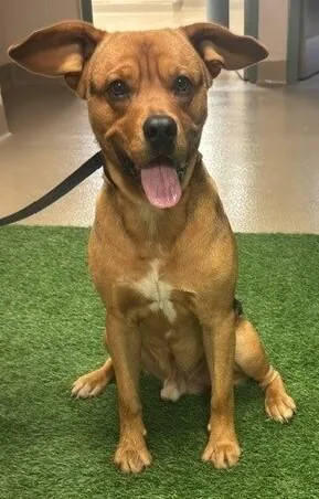 A young medium-sized male Tricolor (Brown, Black, & White) Hound dog named Yoda for adoption in Visalia, CA