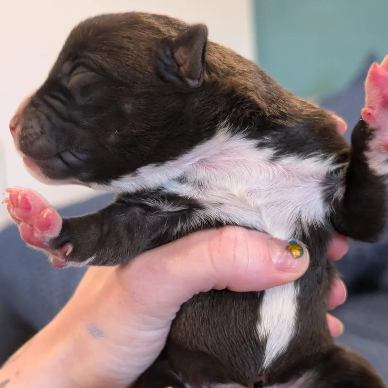 A baby small-sized female Brown / Chocolate Mixed Breed dog named Otter for adoption in Asheville, NC