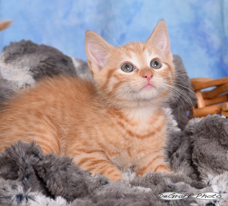 Tangerine