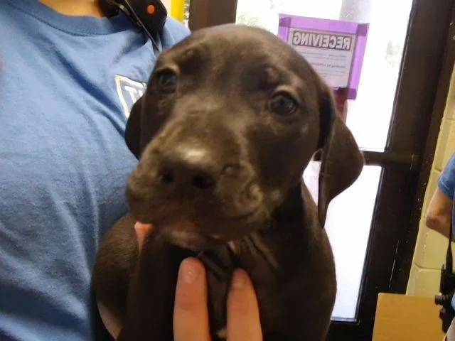 A baby small-sized male Pit Bull Terrier dog named Raft for adoption in Tulsa, OK