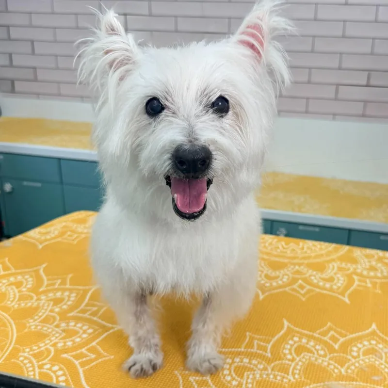 A senior small-sized male White / Cream West Highland White Terrier / Westie dog named Lanceleaf for adoption in San Francisco, CA