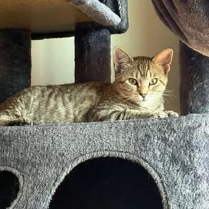 A young small-sized female Gray / Blue / Silver Domestic Short Hair cat named Crystal for adoption in Tulsa, OK