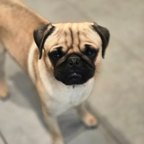 A young small-sized male Yellow / Tan / Blond / Fawn Pug dog named Bruno for adoption in Seattle, WA
