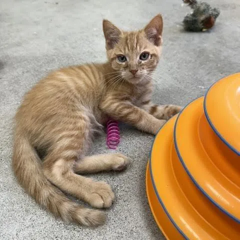 A baby small-sized male Orange / Red Domestic Short Hair cat named Dopey for adoption in Archbold , OH