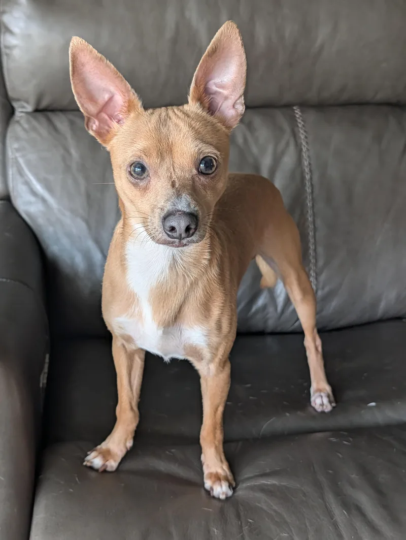 An adult small-sized male Apricot / Beige Chihuahua dog named Vance for adoption in Baton Rouge, LA