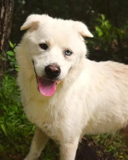 An adult medium-sized male Finnish Spitz dog named Gemini for adoption in Morton Grove, IL
