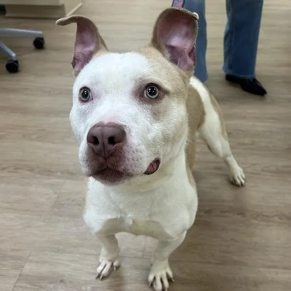 Tabbouleh thumbnail 2