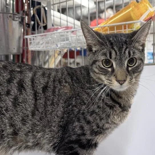 An adult medium-sized male Brown / Chocolate Domestic Long Hair cat named Icey for adoption in New York, NY