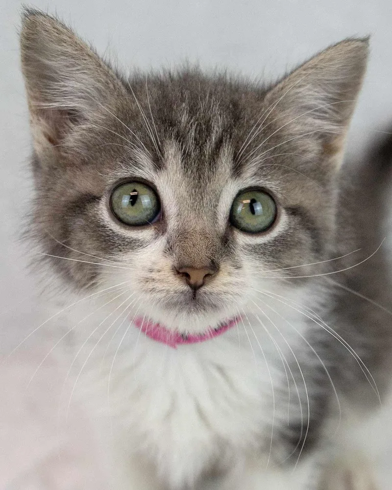 Prue thumbnail 5