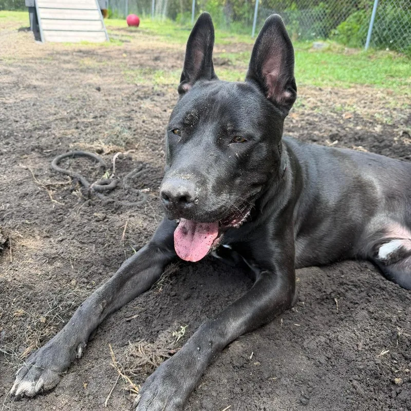Dozer