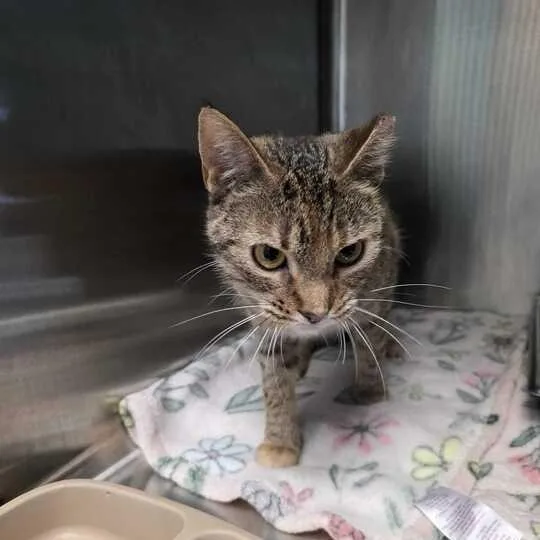 An adult medium-sized female Brown / Chocolate Domestic Short Hair cat named Frog Lawyer for adoption in Davenport, IA