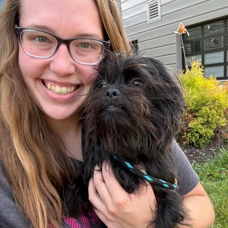 An adult small-sized male Black Yorkshire Terrier dog named Gucci for adoption in Fort Wayne, IN