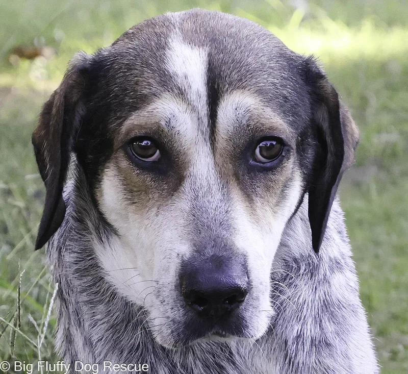 An adult large-sized male Hound dog named Mervin for adoption in Nashville, TN