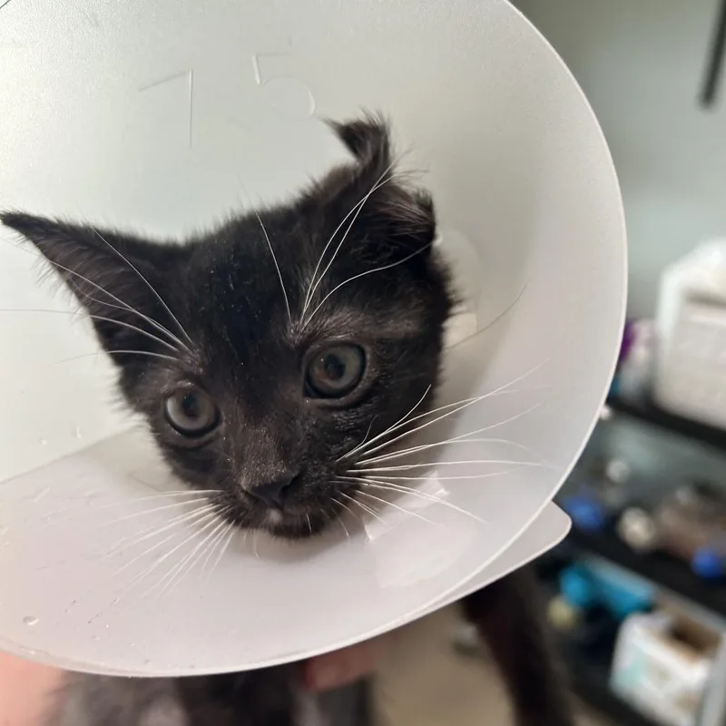 A baby small-sized female Black Domestic Short Hair cat named Darcy for adoption in Leander, TX