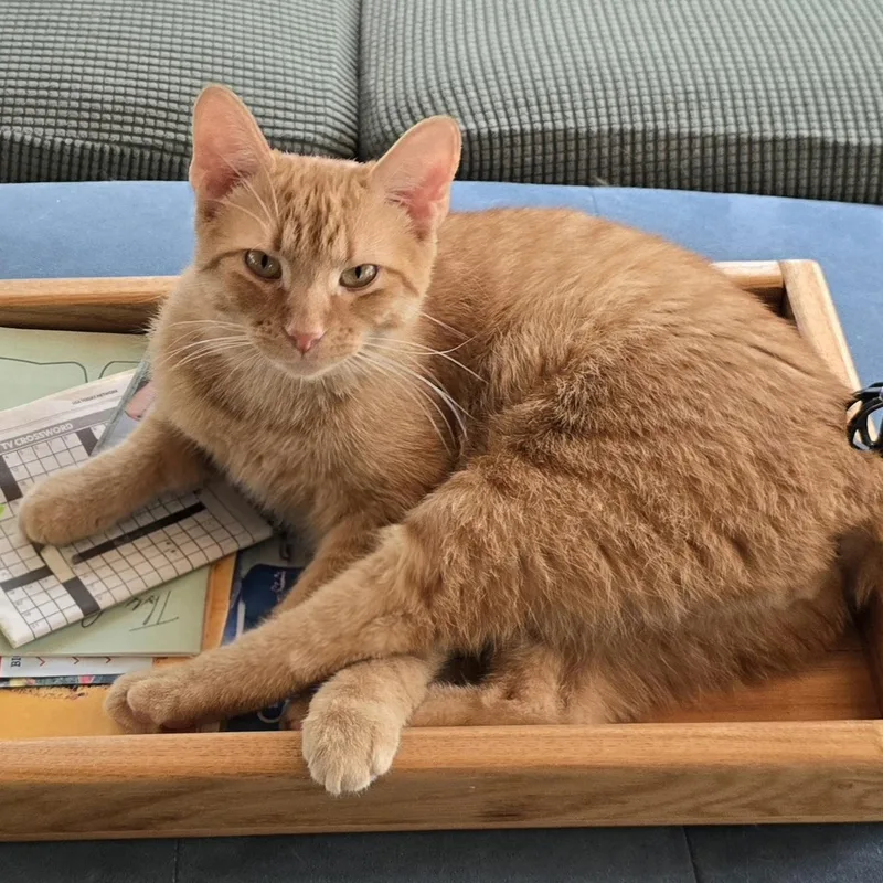 A young medium-sized male Orange / Red Domestic Short Hair cat named Thor for adoption in Bethel, OH